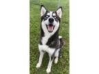 Adopt NEVILLE a Siberian Husky