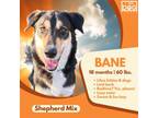 Adopt Bane a Collie, German Shepherd Dog