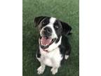 Adopt Brussel Sprout a Pointer, Pit Bull Terrier