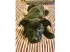 Adopt Hamilton (Lila's Litter) a Pit Bull Terrier, Labrador Retriever