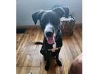 Adopt Billings aka Chase (Lila's Litter) a Pit Bull Terrier, Labrador Retriever