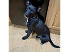 Adopt Bozeman (Lila's Litter) a Pit Bull Terrier, Labrador Retriever