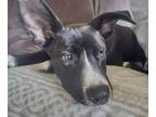 Adopt Jake aka Dillon (Lila's Litter) a German Shepherd Dog, Pit Bull Terrier