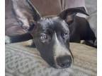 Adopt Dillon aka Jake (Lila's Litter) a Pit Bull Terrier, Labrador Retriever