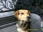 Adopt Peanut a Mixed Breed