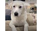 Adopt Klaus Z1218 a Great Pyrenees