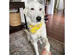 Adopt Klaus Z1218 a Great Pyrenees