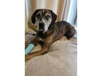 Adopt Dante a Catahoula Leopard Dog, Great Pyrenees