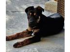 Adopt Bohdi a Rottweiler, Shepherd