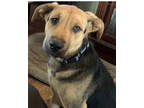 Adopt Henry a German Shepherd Dog, Mixed Breed