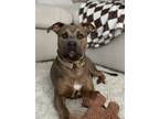 Adopt Maverick a Pit Bull Terrier