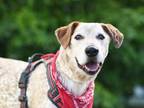 Adopt MERRICK a Catahoula Leopard Dog