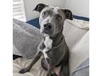 Adopt Sterling a Labrador Retriever, Pit Bull Terrier