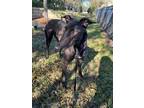 Adopt Jumeirah Dasher (Eme) a Greyhound