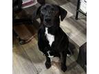 Adopt Achilles a Catahoula Leopard Dog, Mixed Breed