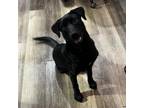 Adopt Zeus a Black Labrador Retriever, Mixed Breed