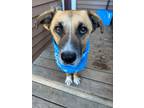 Adopt Eli a Mixed Breed