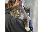 Adopt Nucky (Special Needs - FIV+ /FeLV+) a Domestic Short Hair