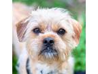 Adopt Mika a Border Terrier, Brussels Griffon