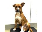 Adopt Rob Roy a Boxer