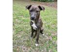 Adopt Kuzco a Mixed Breed