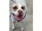 Adopt Gin a Pit Bull Terrier