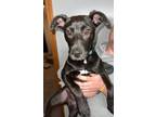 Adopt Barney a Black Labrador Retriever, Pit Bull Terrier