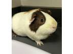 Adopt Snickers * Bonded With Fitz* a Guinea Pig