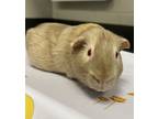 Adopt Fitz * Bonded With Snickers* a Guinea Pig