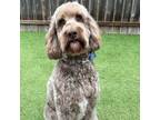 Adopt Moses a Labradoodle