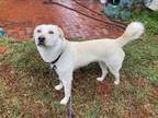 Adopt Oso a White German Shepherd, Labrador Retriever