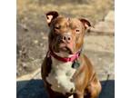 Adopt Stoney a American Staffordshire Terrier, Pit Bull Terrier