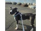 Adopt Marv a Pit Bull Terrier