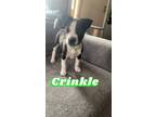 Adopt Crinkle a Pit Bull Terrier, Siberian Husky