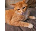 Adopt Beans (bonded to Whitty) a Bengal, Turkish Van