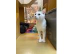 Adopt Whitty (bonded to Beans) a Extra-Toes Cat / Hemingway Polydactyl