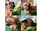 Adopt Whellington a Dachshund, Terrier