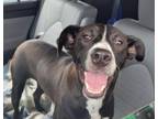 Adopt LEVI a Border Collie, Labrador Retriever