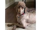 Adopt Logan a Standard Poodle