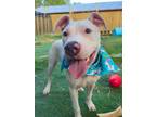 Adopt Ghost a Staffordshire Bull Terrier