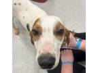 Adopt Mike a Beagle, Mixed Breed