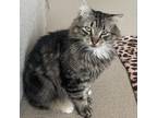 Adopt Tabby Hamilton (*Bonded with Tiger) a Domestic Long Hair