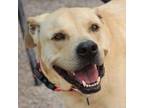 Adopt Angus* a American Staffordshire Terrier, Labrador Retriever
