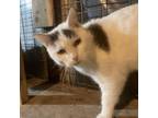 Adopt Dickens a Domestic Short Hair