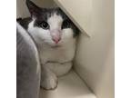 Adopt Valentino a Domestic Short Hair