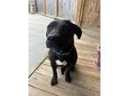 Adopt Sabre a Labrador Retriever, Pit Bull Terrier