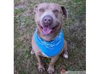 Adopt Grady a Blue Lacy, Pit Bull Terrier