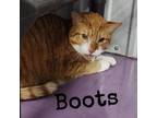 Adopt Boots a Domestic Short Hair