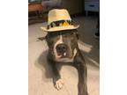 Adopt rocky a Pit Bull Terrier