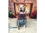 Adopt Jonah a Pit Bull Terrier